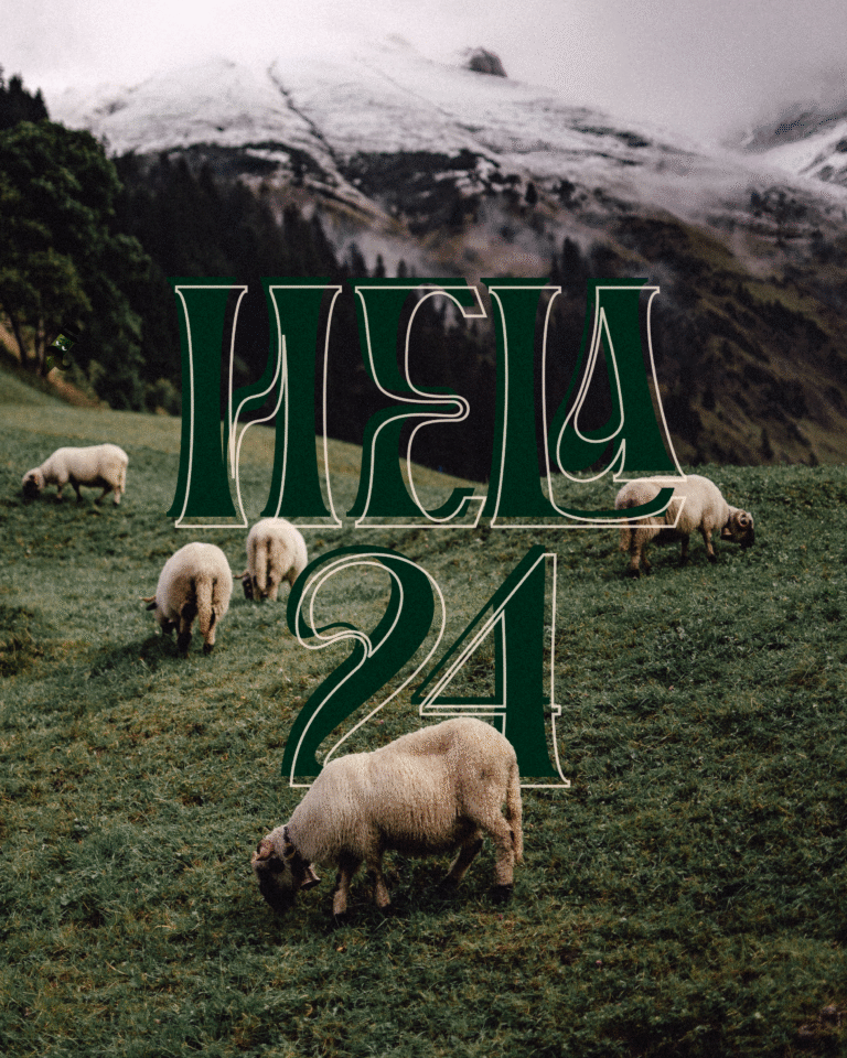 hela 24 schafe
